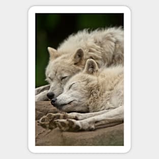 Arctic Wolves Sticker